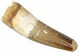 Fossil Spinosaurus Tooth - Feeding Worn Tip #357460-1